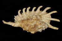 藏品(千足蜘蛛螺)的圖片